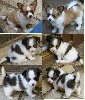  - VOL DE TROIS CHIOTS DE 7 ET 5 SEMAINES